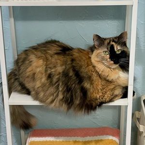 Meet your Posher, Kimy